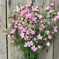 Image result for Delphinium consolida