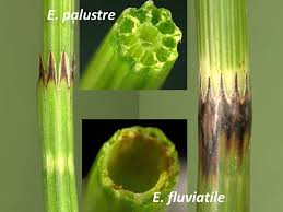 Attēlu rezultāti vaicājumam “Equisetum palustre”