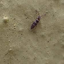 Attēlu rezultāti vaicājumam “Heteromurus nitidus”