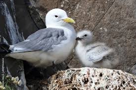 Attēlu rezultāti vaicājumam “Rissa tridactyla adult”