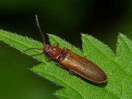 Attēlu rezultāti vaicājumam “Denticollis linearis”