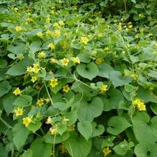 Attēlu rezultāti vaicājumam “Thladiantha dubia”