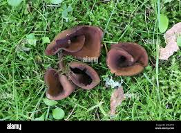 Attēlu rezultāti vaicājumam “Otidea bufonia”