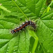 Attēlu rezultāti vaicājumam “Euproctis similis”