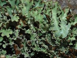 Attēlu rezultāti vaicājumam “Platismatia glauca”