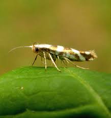 Attēlu rezultāti vaicājumam “Argyresthia goedartella”