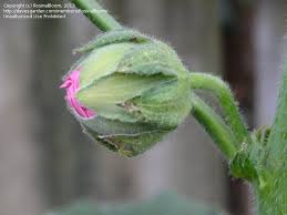 Attēlu rezultāti vaicājumam “Alcea rosea bud”