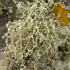 Attēlu rezultāti vaicājumam “Ramalina calicaris”