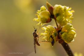 Attēlu rezultāti vaicājumam “Sylvicola sp.”