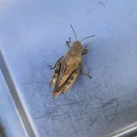 Attēlu rezultāti vaicājumam “Psophus stridulus”