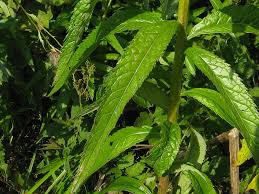 Attēlu rezultāti vaicājumam “Jacobaea paludosa”