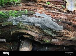 Attēlu rezultāti vaicājumam “Siphoptychium violaceum spores”