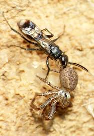 Attēlu rezultāti vaicājumam “Dipogon sp.”