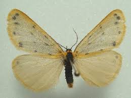 Attēlu rezultāti vaicājumam “Setina irrorella”