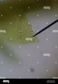 Attēlu rezultāti vaicājumam “Cephaloziella hampeana”