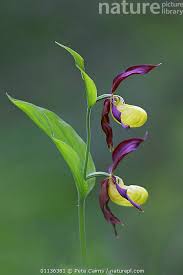 Attēlu rezultāti vaicājumam “Cypripedium calceolus flower”