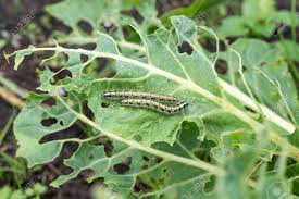 Attēlu rezultāti vaicājumam “Pieris brassicae larva”