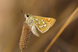 Attēlu rezultāti vaicājumam “Hesperia comma underside”