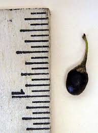 Attēlu rezultāti vaicājumam “Lycogala botrydium sessile”