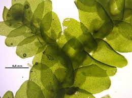 Attēlu rezultāti vaicājumam “Porella platyphylla macro”