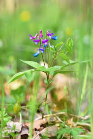 Attēlu rezultāti vaicājumam “Astragalus danicus flower”
