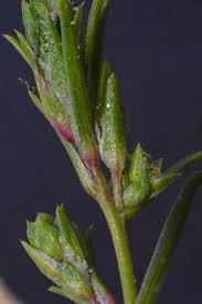 Attēlu rezultāti vaicājumam “Corispermum hyssopifolium”