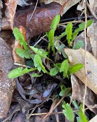 Attēlu rezultāti vaicājumam “Taraxacum officinale aggr. leaf”