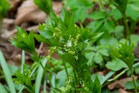 Attēlu rezultāti vaicājumam “Mercurialis perennis bud”