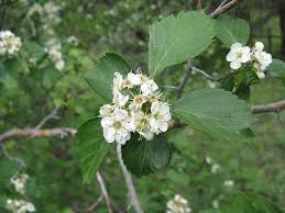 Attēlu rezultāti vaicājumam “Crataegus douglasii”