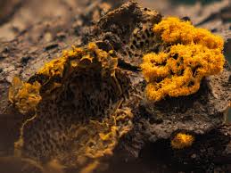 Attēlu rezultāti vaicājumam “Stemonitopsis typhina var. similis”