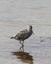 Image result for Calidris himantopus