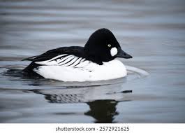 Attēlu rezultāti vaicājumam “Bucephala clangula male”