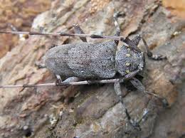 Attēlu rezultāti vaicājumam “Acanthocinus aedilis”