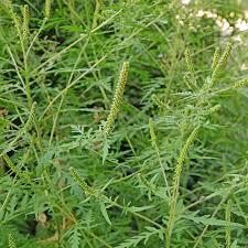 Attēlu rezultāti vaicājumam “Ambrosia artemisiifolia bud”