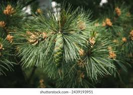 Attēlu rezultāti vaicājumam “Pinus peuce”