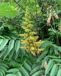 Attēlu rezultāti vaicājumam “Rhus typhina”