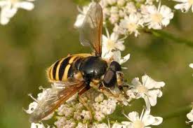 Attēlu rezultāti vaicājumam “Sericomyia sp.”