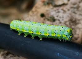 Attēlu rezultāti vaicājumam “Diloba caeruleocephala”