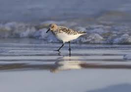 Attēlu rezultāti vaicājumam “Calidris alba adult”
