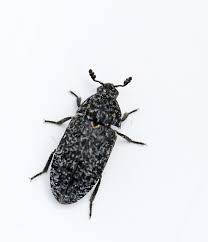 Attēlu rezultāti vaicājumam “Dermestes murinus”