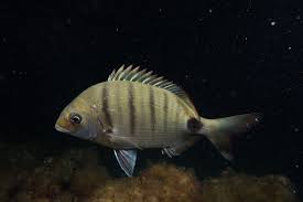 Image result for Diplodus cadenati