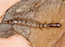 Attēlu rezultāti vaicājumam “Raphidioptera larva”