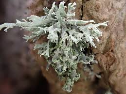 Attēlu rezultāti vaicājumam “Ramalina pollinaria”