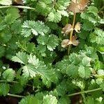Attēlu rezultāti vaicājumam “Pimpinella saxifraga leaf”