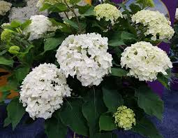 Attēlu rezultāti vaicājumam “Hydrangea arborescens”