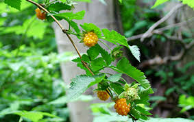 Attēlu rezultāti vaicājumam “Salix repens subsp. rosmarinifolia fruit”