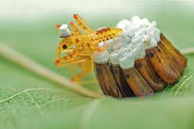 Attēlu rezultāti vaicājumam “Rhynocoris annulatus nymph”