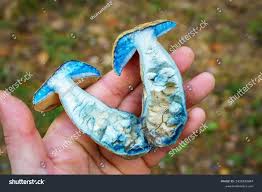 Attēlu rezultāti vaicājumam “Gyroporus cyanescens”