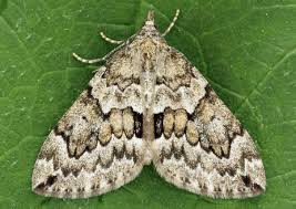 Attēlu rezultāti vaicājumam “Thera variata”