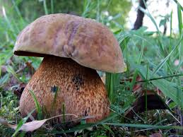 Attēlu rezultāti vaicājumam “Boletus luridus”